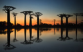 Baobabs (Adansonia grandidieri) at sunrise near the water with reflection. Morondava. Madagascar..