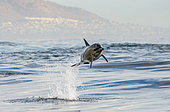 Dolphin (Delphinus delphis) is jumping out at high speed out of the water. South Africa. False Bay.