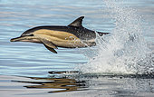 Dolphin (Delphinus delphis) is jumping out at high speed out of the water. South Africa. False Bay.