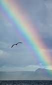 Seagull (Laridae) in flight against the blue sky and coastline and a stunning rainbow. A beautiful moment of flight. Cape Town. False Bay. South Africa.
