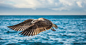 Seagull (Laridae) in flight against the blue sky and coastline. A beautiful moment of flight. Cape Town. False Bay. South Africa.