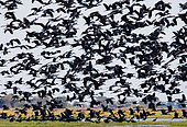 Huge flock of African Open-billed Storks (Anastomus lamelligerus) in flight. Kafue National Park. Zambia. Africa.