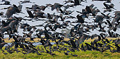Huge flock of African Open-billed Storks (Anastomus lamelligerus) in flight. Kafue National Park. Zambia. Africa.