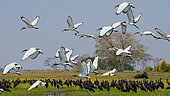 Flock of ibises (Threskiornis aethiopicus) in flight against the backdrop of the African landscape. Botswana. Africa.