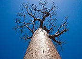 Baobab (Adansonia grandidieri) on background blue sky. Morondava. Madagascar.