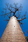 Baobab (Adansonia grandidieri) on background blue sky. Morondava. Madagascar.