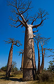 Baobabs (Adansonia grandidieri) on background blue sky. Morondava. Madagascar.