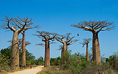 Avenue of baobabs (Adansonia grandidieri). Morondava. Madagascar.