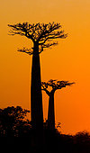 Baobabs (Adansonia grandidieri) at sunrise. General view. Morondava. Madagascar.