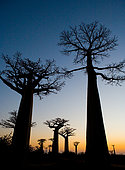 Baobabs (Adansonia grandidieri) at sunrise. General view. Madagascar.