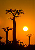 Baobabs (Adansonia grandidieri) at sunrise. General view. Morondava. Madagascar.