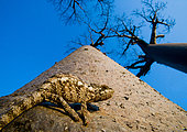 Caméléon sur tronc de Baobab (Adansonia grandidieri), Morondava, Madagascar