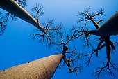 Baobabs (Adansonia grandidieri) on background blue sky. Morondava, Madagascar.