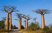 Avenue of baobabs (Adansonia grandidieri). General view. Madagas.