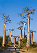 Avenue of baobabs (Adansonia grandidieri). General view . Morondava, Madagascar.
