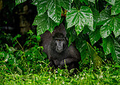 Celebes crested macaque (Macaca nigra) is sitting under the tree in the rain. Indonesia. Sulawesi.