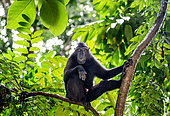 Celebes crested macaque (Macaca nigra) is sitting on a tree. Indonesia. Sulawesi.