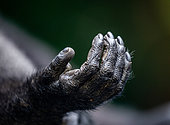 Fragment of Celebes crested macaque's (Macaca nigra) hand. Close-up. Indonesia. Sulawesi.
