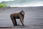 Celebes crested macaque (Macaca nigra) is standing on a black sand sea beach. Indonesia. Sulawesi.