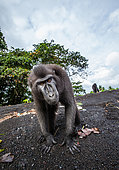 Celebes crested (Macaca nigra) macaque is standing on a black sand sea beach. Indonesia. Sulawesi.