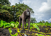 Celebes crested (Macaca nigra) macaque is standing on the sand against the backdrop of the jungle. Indonesia. Sulawesi. [dump] =>