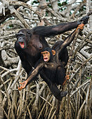 Female chimpanzee (Pan troglodytes) with a baby on mangrove trees. Republic of the Congo. Conkouati-Douli Reserve.