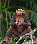 Male chimpanzee (Pan troglodytes) is sitting on mangrove branches. Republic of the Congo. Conkouati-Douli Reserve.