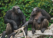 Chimpanzees (Pan troglodytes) on mangrove branches. Republic of the Congo. Conkouati-Douli Reserve.