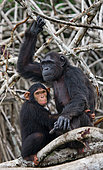 Female chimpanzee (Pan troglodytes) with a baby on mangrove trees. Republic of the Congo. Conkouati-Douli Reserve.