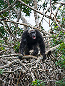 Big male of chimpanzee (Pan troglodytes) on mangrove branches. Republic of the Congo. Conkouati-Douli Reserve.