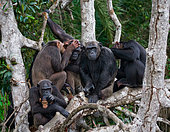 Group chimpanzee (Pan troglodytes) are sitting on mangrove branches. Republic of the Congo. Conkouati-Douli Reserve.
