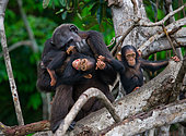 Female chimpanzee (Pan troglodytes) with a babies on mangrove trees. Republic of the Congo. Conkouati-Douli Reserve.
