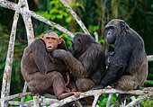 Chimpanzees (Pan troglodytes) on mangrove branches. Republic of the Congo. Conkouati-Douli Reserve.