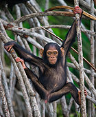 Baby chimpanzee (Pan troglodytes) on mangrove branches. Republic of the Congo. Conkouati-Douli Reserve.