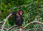 Baby chimpanzee (Pan troglodytes) is sitting on mangrove branches. Republic of the Congo. Conkouati-Douli Reserve.
