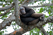 Chimpanzee (Pan troglodytes) on mangrove branches. Republic of the Congo. Conkouati-Douli Reserve.