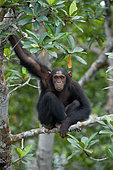 Chimpanzee (Pan troglodytes) is sitting on mangrove branches. Republic of the Congo. Conkouati-Douli Reserve.