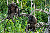 Chimpanzees (Pan troglodytes) are sitting on mangrove branches Republic of the Congo. Conkouati-Douli Reserve.