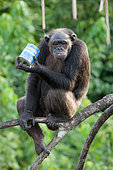 Chimpanzee (Pan troglodytes) is drinking milk. Republic of the C.