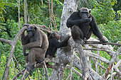 Group chimpanzee (Pan troglodytes) are sitting on mangrove branches. Republic of the Congo. Conkouati-Douli Reserve.