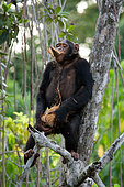 Chimpanzee (Pan troglodytes) is eating fruit. Republic of the Congo. Conkouati-Douli Reserve.