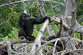 Two chimpanzees (Pan troglodytes) are sitting on mangrove branches. Republic of the Congo. Conkouati-Douli Reserve.