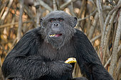 Chimpanzee (Pan troglodytes) is eating fruit. Republic of the Congo. Conkouati-Douli Reserve.