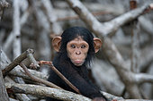 Portrait of a baby chimpanzee (Pan troglodytes). Republic of the Congo. Reserve Conkouati-Douli.