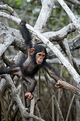 Baby chimpanzee (Pan troglodytes) on mangrove branches. Republic of the Congo. Conkouati-Douli Reserve.