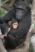 Female chimpanzee (Pan troglodytes) with a baby on mangrove trees. Republic of the Congo. Conkouati-Douli Reserve.