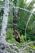 Two chimpanzees (Pan troglodytes) are playing with each other. Republic of the Congo. Conkouati-Douli Reserve.