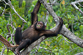 Baby chimpanzee (Pan troglodytes) on mangrove branches. Republic of the Congo. Conkouati-Douli Reserve.