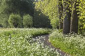 Cow parsley (Anthriscus sylvestris), wild cow parsley in flower along the path in spring