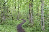 Hiking trail leads through a dense deciduous forest in spring, North Rhine-Westphalia, Germany, Europe